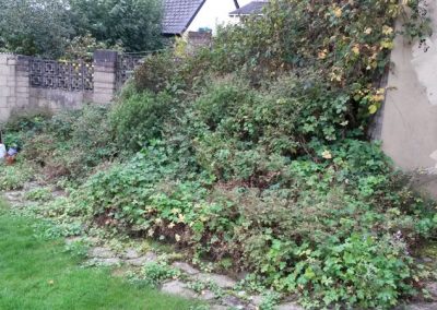Overgrown bushes and shrubs Cutback